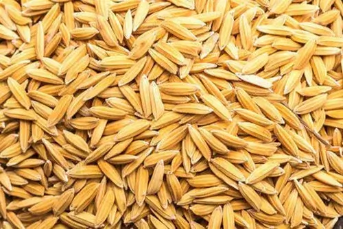 Jamila Paddy Rice 1 Ton