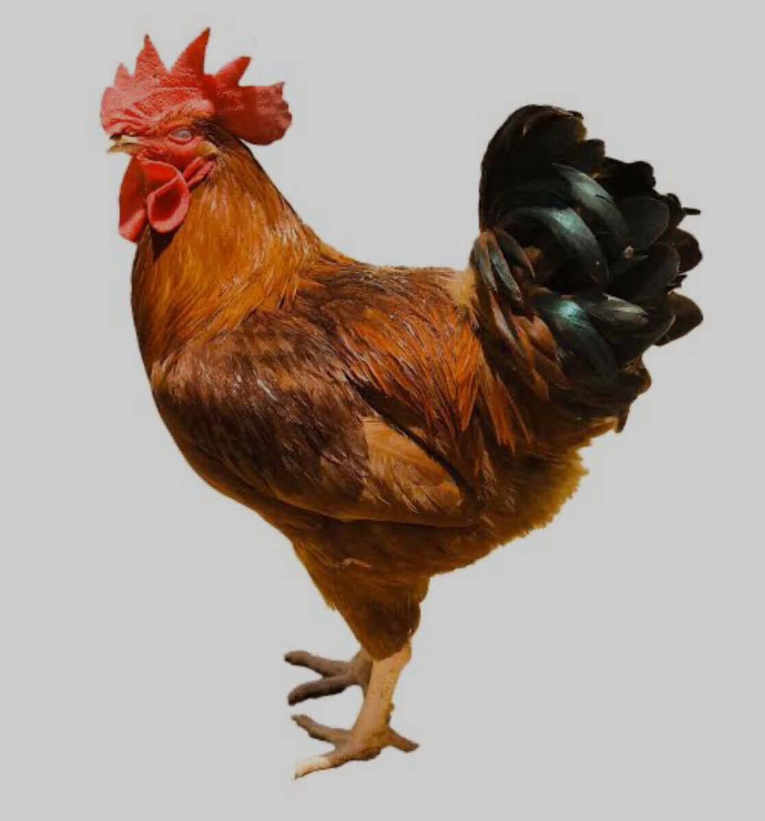 Noiler Chicken