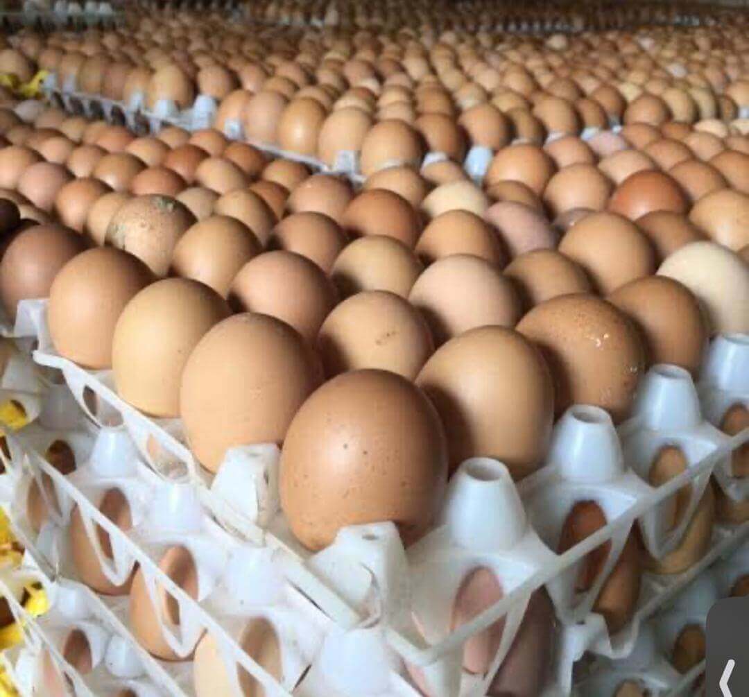 Large Size Crate of Eggs