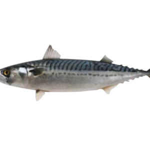 Frozen Titus Fish 1kg