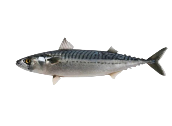 Frozen Titus Fish 1kg