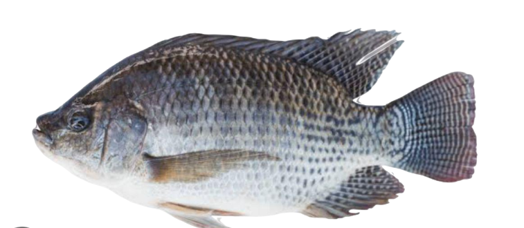 Tilápia congelada 1kg