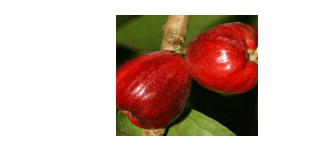 Bell Apple Wealth Ventures