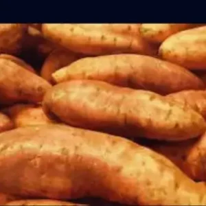 Sweet Potatoes ( Paint Bucket )