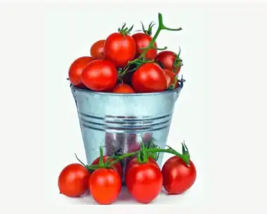 Tomatoes (Paint Bucket)