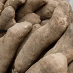 Yam Tubers