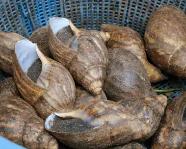 Snails (Fresh)
