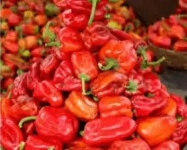 Rodo Pepper (Basket)