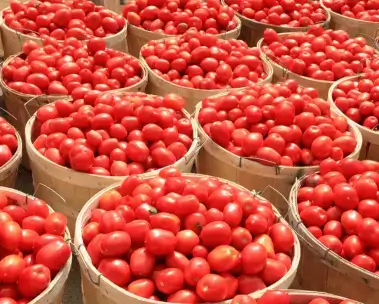 Tomatoes (Basket)